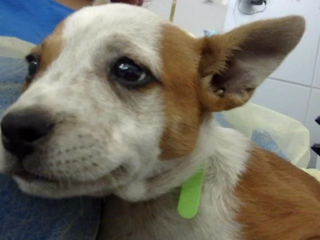 A baby large-sized female Mixed Breed dog named Toto for adoption in Dallas, TX