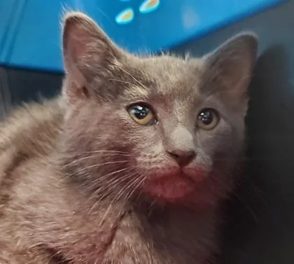 A young large-sized female Domestic Short Hair cat named Cannoli for adoption in Kansas City, MO