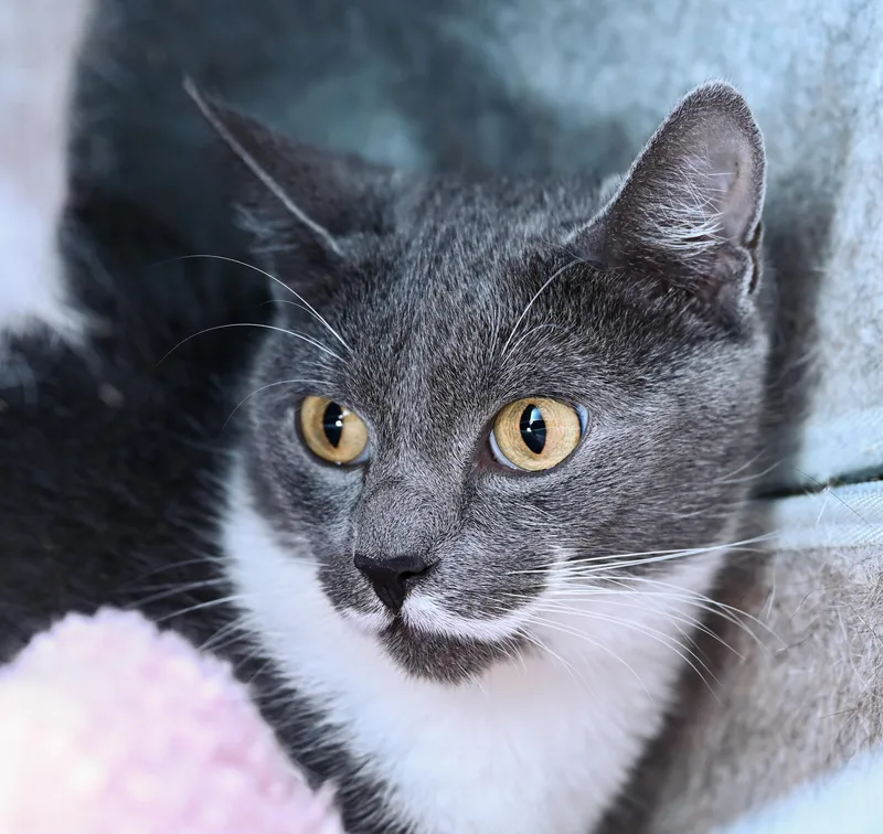A young medium-sized female Gray & White Tuxedo cat named Willowmere for adoption in Chattanooga, TN