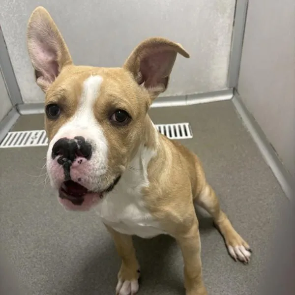 A young medium-sized male American Bulldog dog named Jeremiah for adoption in Des Moines, IA