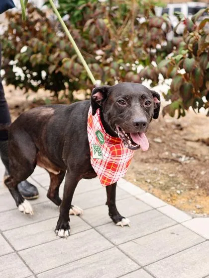 An adult medium-sized male Mixed Breed dog named Cooper for adoption in Atlanta, GA