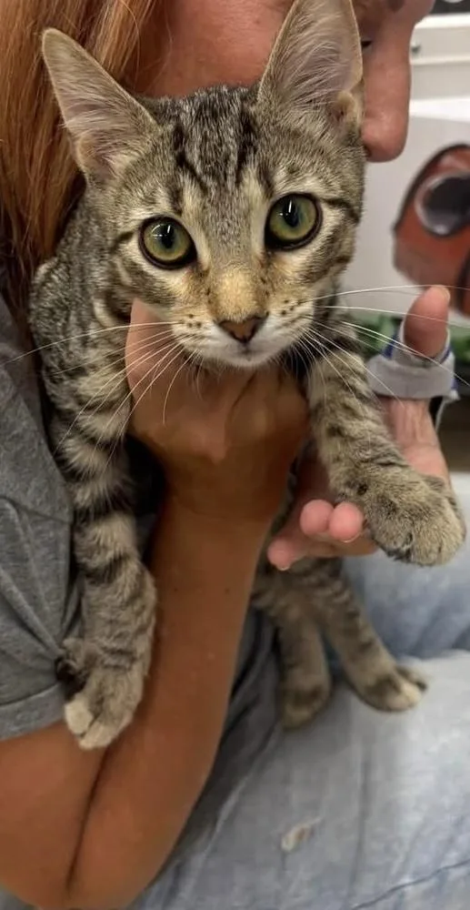 A baby small-sized male Domestic Short Hair cat named Little Tybee for adoption in Dallas, TX