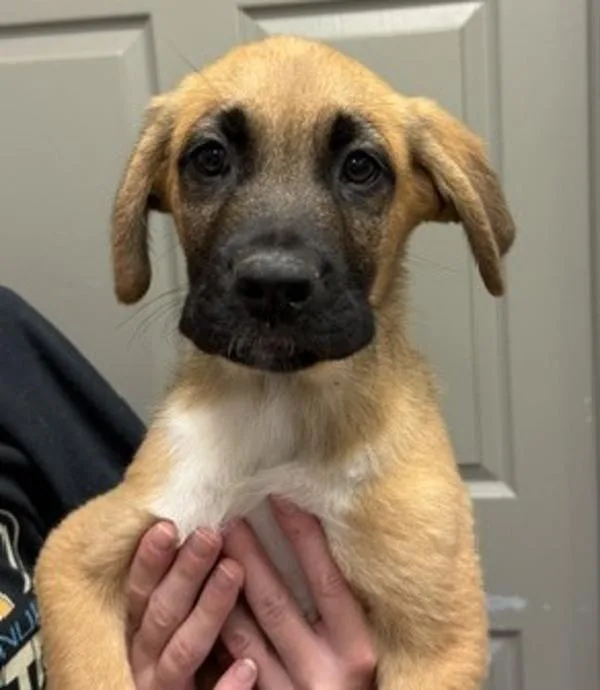 A baby large-sized male Saint Bernard dog named Sycamore for adoption in Littleton, CO