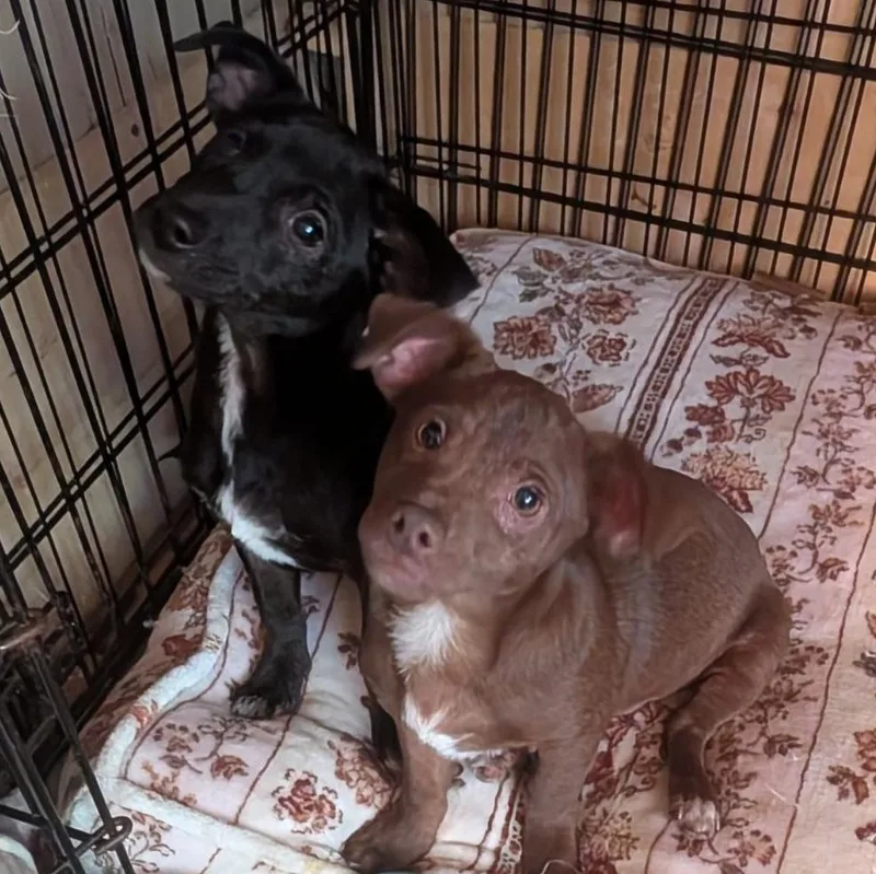 A baby medium-sized male Black Terrier dog named Luigi for adoption in Browns Mills, NJ