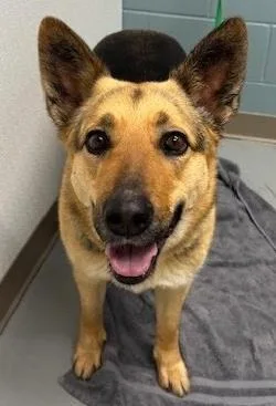 An adult large-sized female Shepherd dog named Boomer for adoption in Kansas City, MO