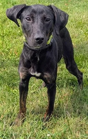 An adult small-sized female Labrador Retriever dog named Wanda for adoption in Akron, OH
