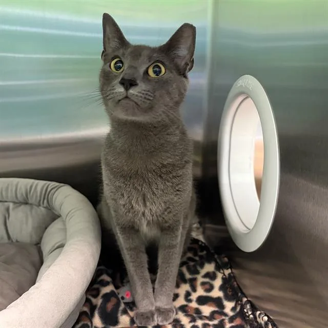 A young small-sized male Domestic Short Hair cat named Conner for adoption in Centerville, MA
