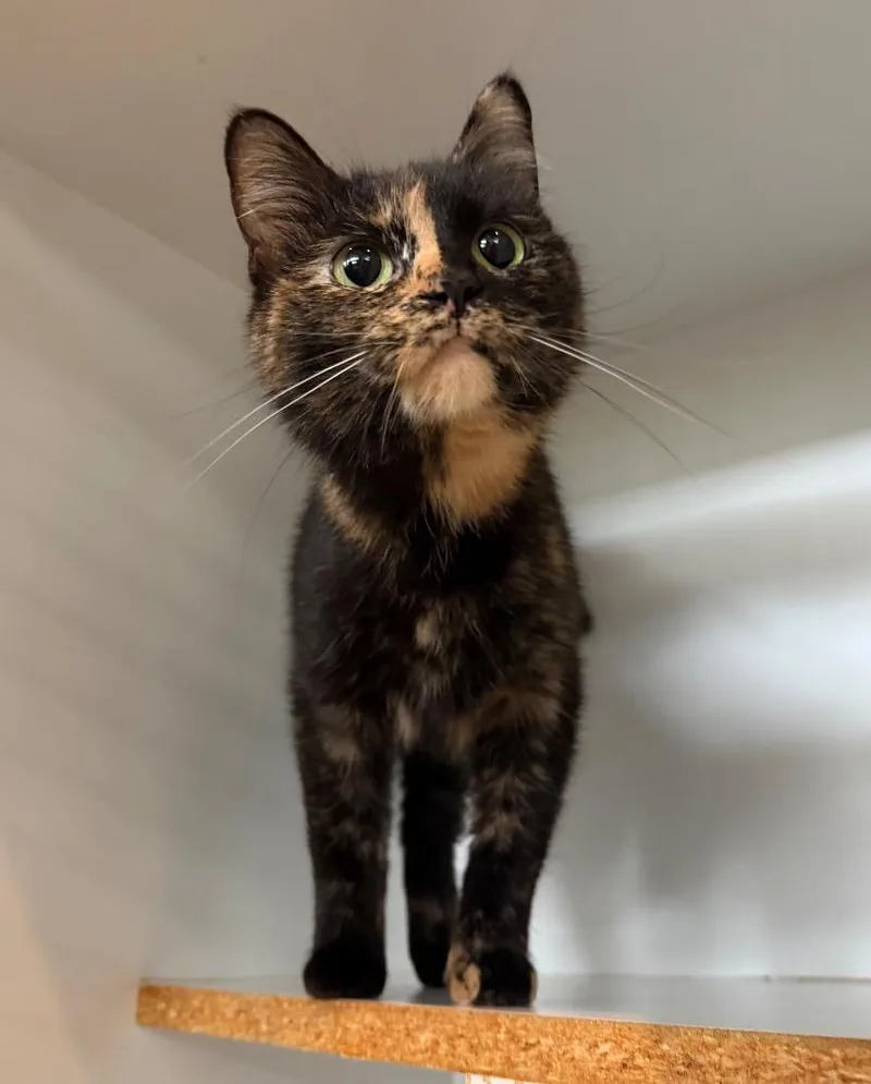 A young small-sized female Domestic Short Hair cat named Reba for adoption in Hyde Park, NY