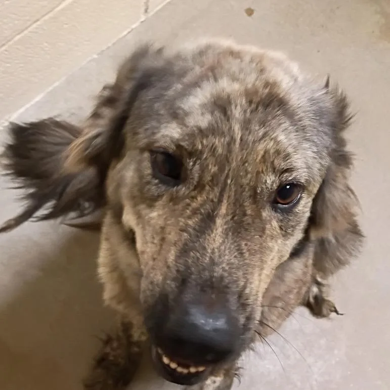 An adult medium-sized male Gray / Blue / Silver Shepherd dog named Bear for adoption in Palestine, TX