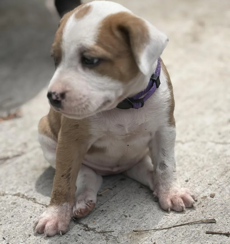A baby medium-sized female Apricot / Beige Pit Bull Terrier dog named Dallas for adoption in Mansfield, TX