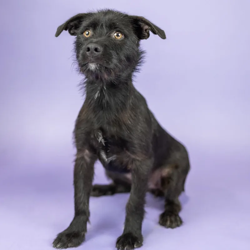 A young small-sized female Black Wirehaired Terrier dog named Nibbet for adoption in Portland, OR