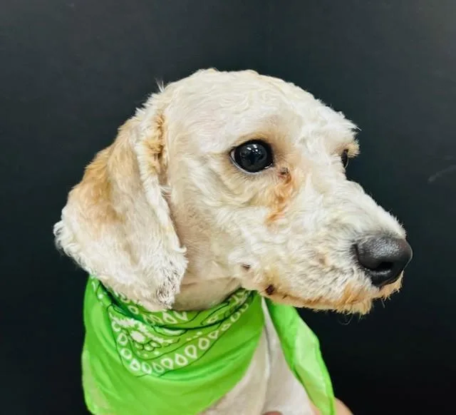 A young medium-sized female Yellow / Tan / Blond / Fawn Cavapoo dog named Luna for adoption in Hawk Point, MO