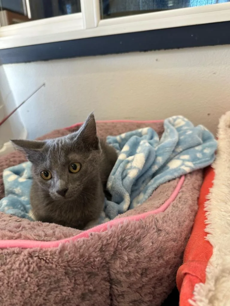 A baby small-sized female Tabby cat named Summer for adoption in Newberg, OR