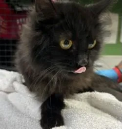An adult medium-sized female Domestic Long Hair cat named Twigs for adoption in Kansas City, MO