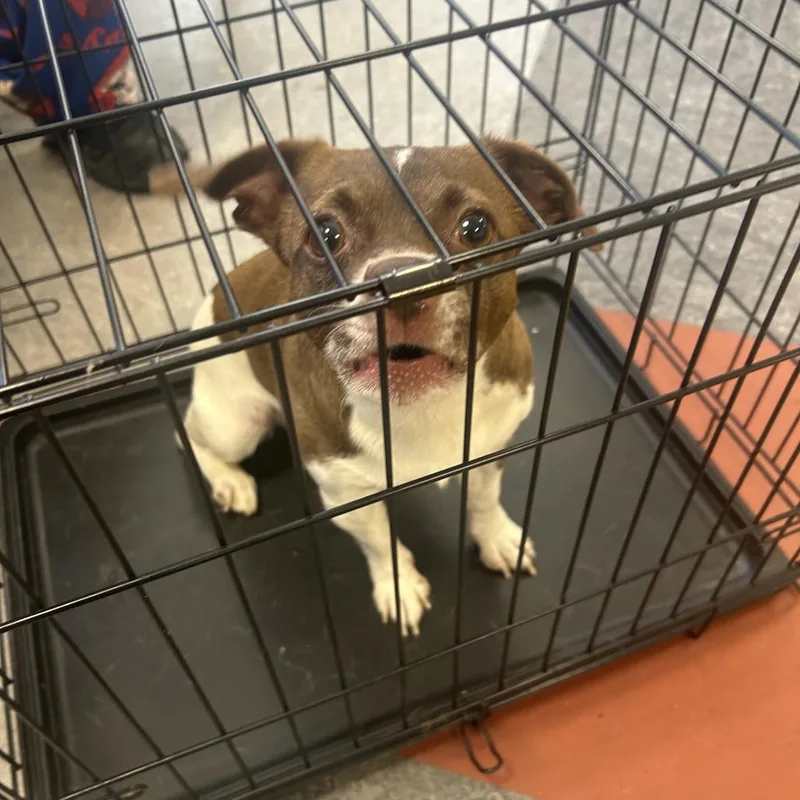 An adult small-sized male Brown / Chocolate Chihuahua dog named Bobo for adoption in Philadelphia, PA