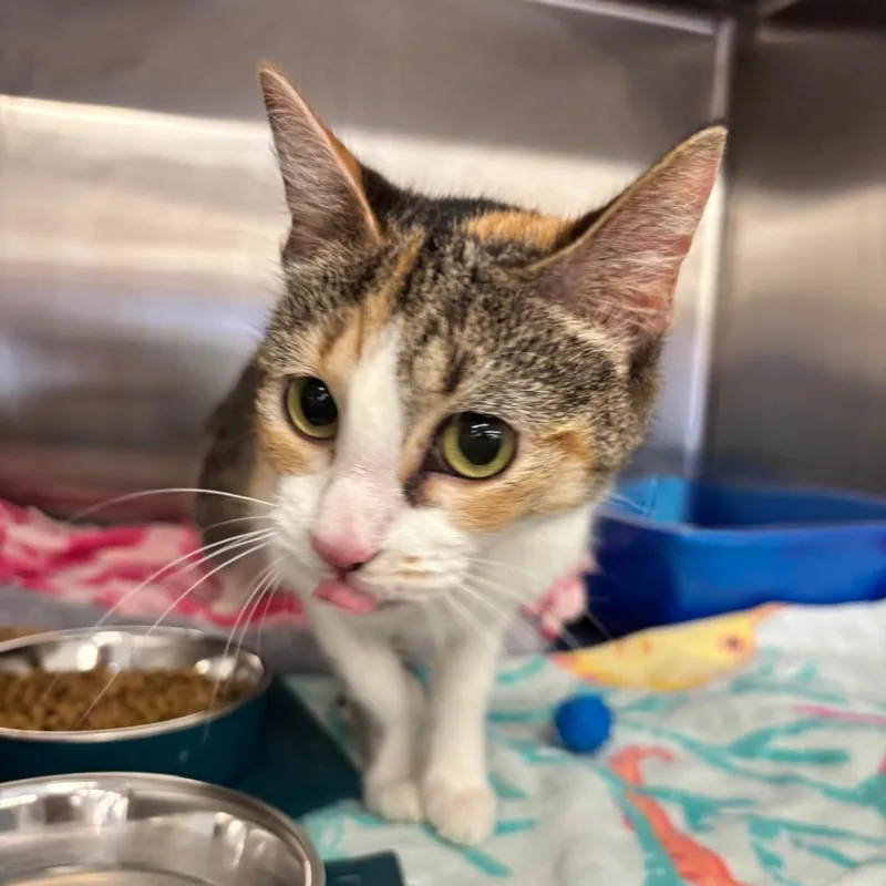 An adult medium-sized female Calico Domestic Short Hair cat named Carmela for adoption in Hamburg, NY