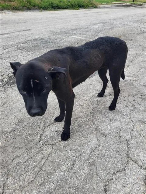 A young medium-sized female Labrador Retriever dog named A for adoption in San Antonio, TX