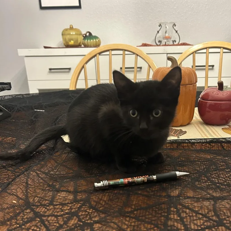 A baby small-sized female Black Domestic Short Hair cat named Jett for adoption in Santa Rosa, CA