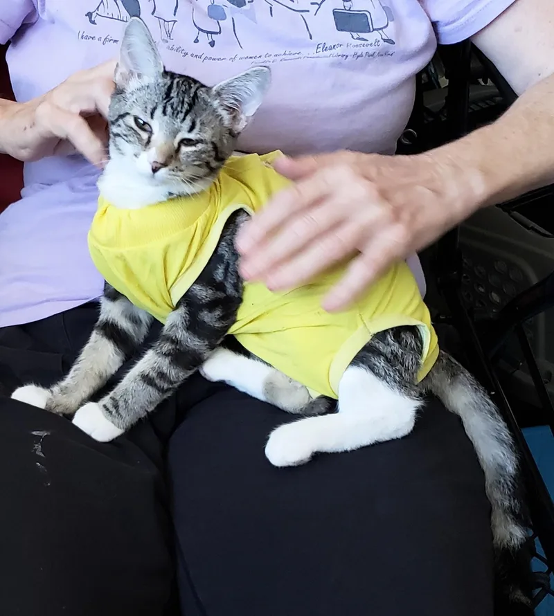 A baby small-sized female Tabby (Brown / Chocolate) Domestic Short Hair cat named Miranda for adoption in Orange, CA