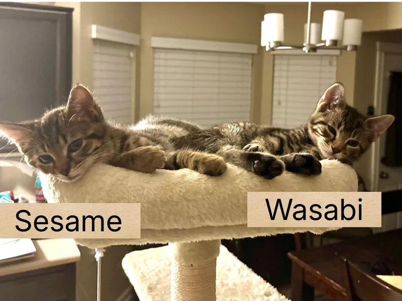 A baby small-sized female Tabby (Brown / Chocolate) Domestic Short Hair cat named Sesame for adoption in Indianapolis, IN