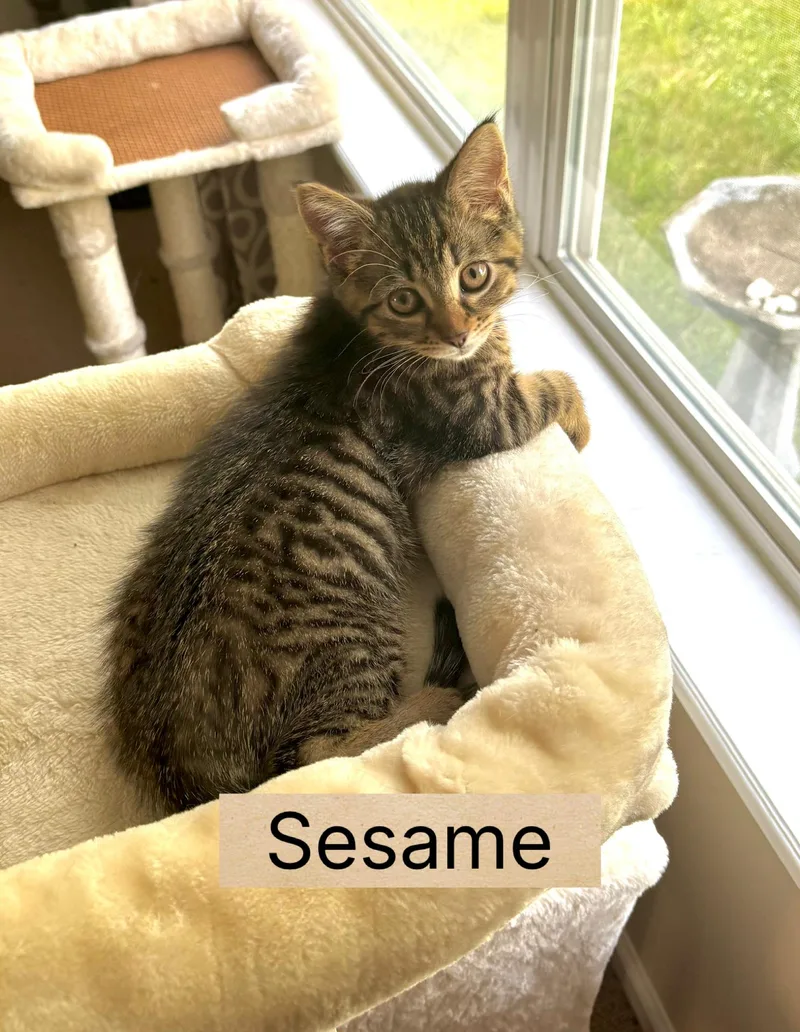 Sesame thumbnail 2