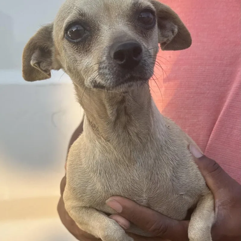 An adult small-sized female Apricot / Beige Chihuahua dog named Teddy  Local October for adoption in Brookshire, TX