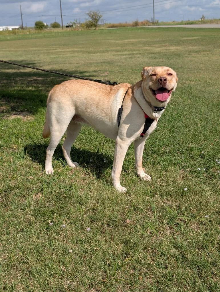 A young medium-sized female Yellow Labrador Retriever dog named Sandy for adoption in Arlington, TX