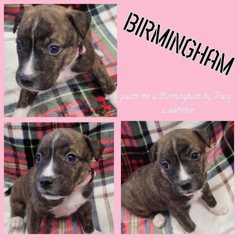 Birmingham thumbnail 2