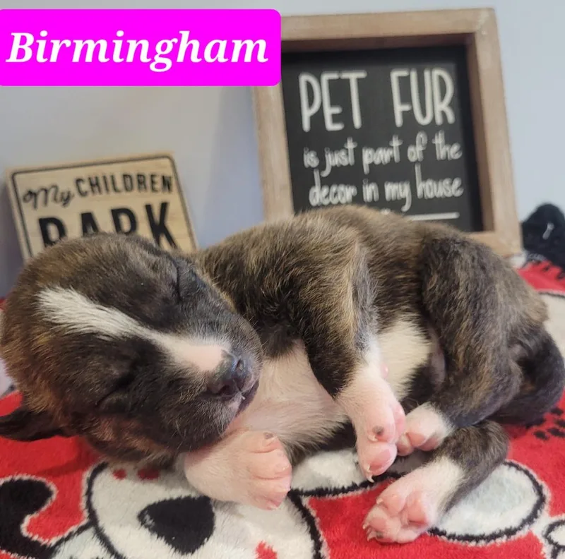 Birmingham thumbnail 3