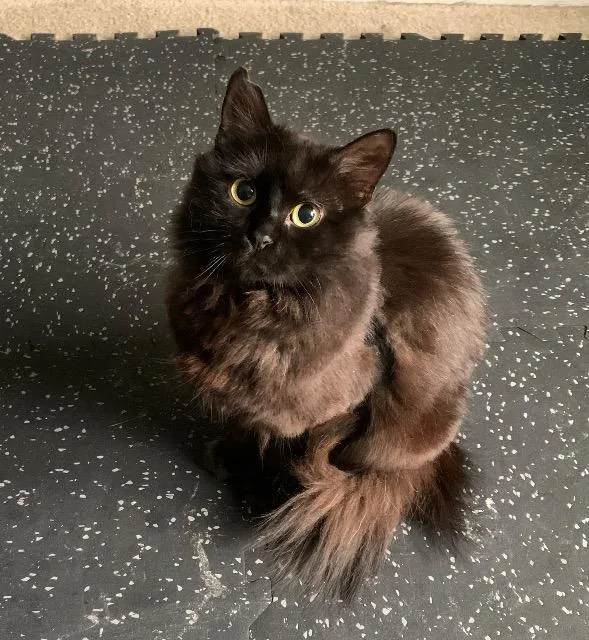 A baby medium-sized female Domestic Long Hair cat named Sesame for adoption in Pawtucket, RI