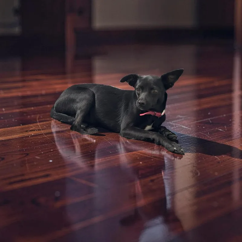 A young small-sized female Black Terrier dog named Abby for adoption in Falmouth, KY