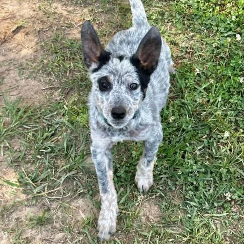 A baby medium-sized female Cattle Dog dog named Dolly Parton for adoption in Groton, CT
