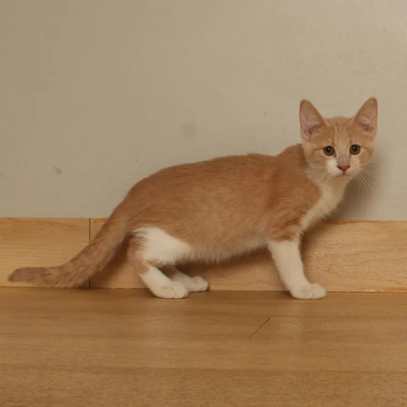 A baby small-sized male Buff / Tan / Fawn Domestic Short Hair cat named Gus C for adoption in Minnetonka, MN
