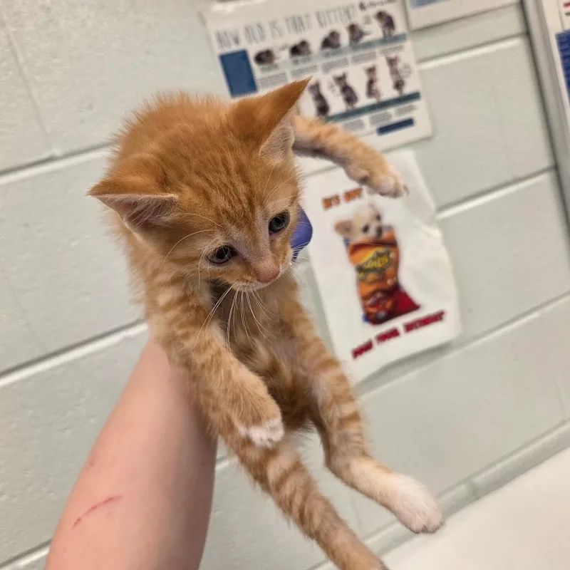 A baby small-sized male Orange / Red Domestic Short Hair cat named John for adoption in Chattanooga, TN