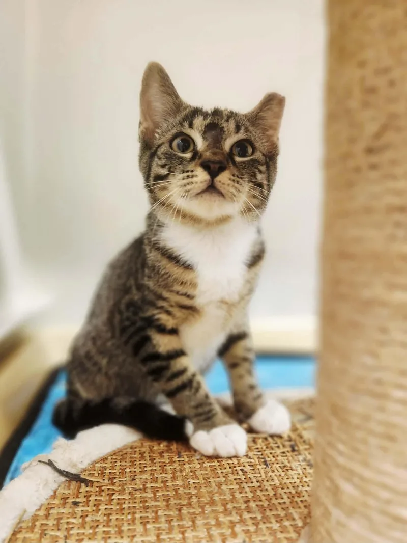 A baby medium-sized male Domestic Short Hair cat named Ronaldo for adoption in Social Circle, GA