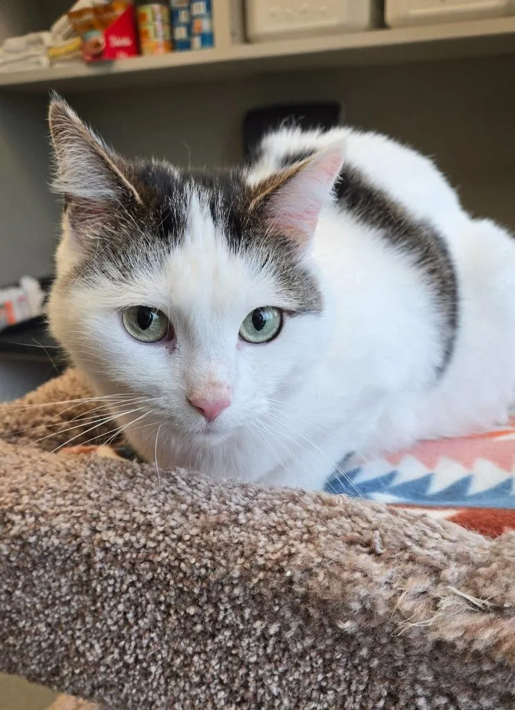 A senior large-sized female Domestic Short Hair cat named Chleo for adoption in Sidney, OH