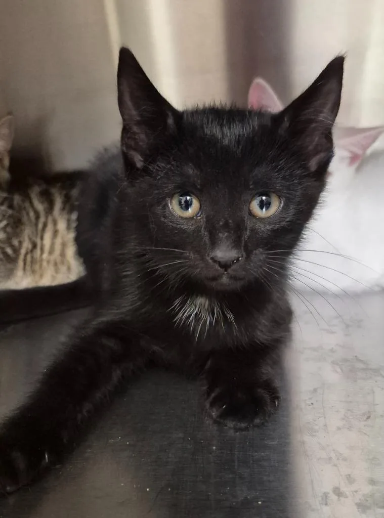 A baby medium-sized male Domestic Short Hair cat named Flamenco for adoption in Christiansburg, VA