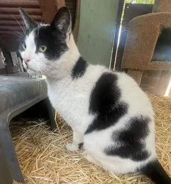 An adult large-sized male Black & White / Tuxedo Domestic Short Hair cat named Bob for adoption in Santa Rosa, CA