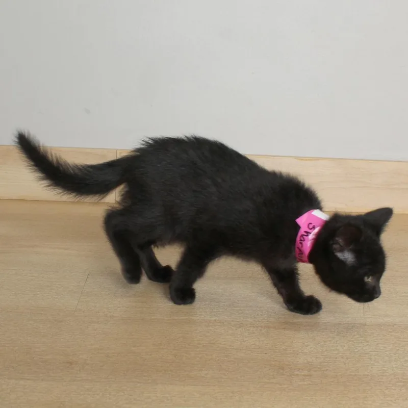 A baby small-sized male Black Domestic Short Hair cat named Sharpay C for adoption in Minnetonka, MN