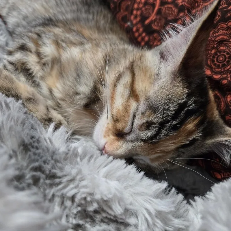 A baby small-sized female Torbie Domestic Short Hair cat named Princess Donut McGuire for adoption in Eagle Mountain, UT