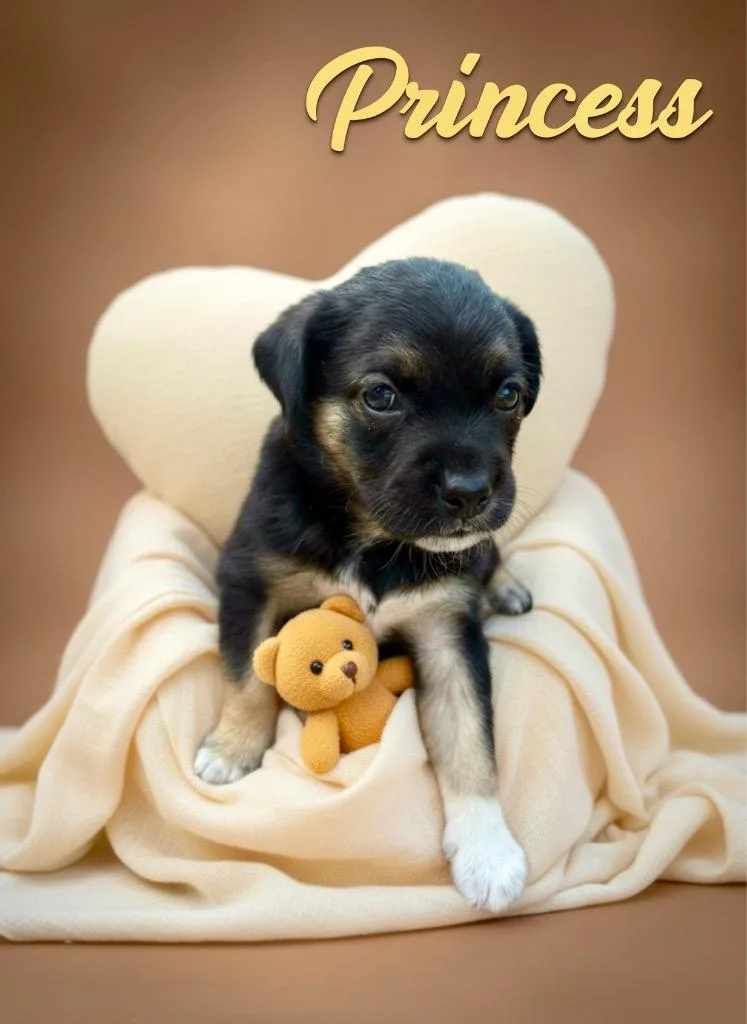 A baby small-sized female Spaniel dog named Princess for adoption in West Bloomfield, MI