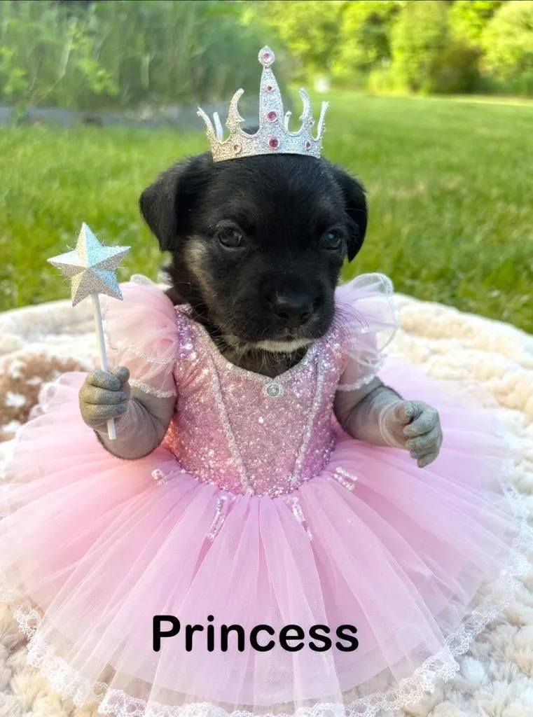 Princess thumbnail 5