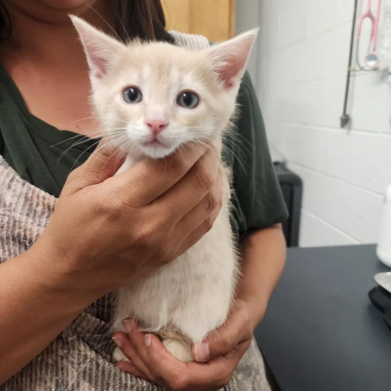 A baby small-sized male Buff / Tan / Fawn Domestic Short Hair cat named Fry for adoption in Evensville, TN