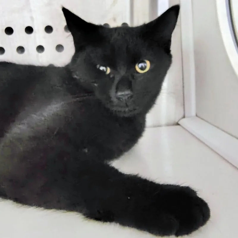 A baby medium-sized male Black Domestic Short Hair cat named Skeleton for adoption in Dearborn, MI