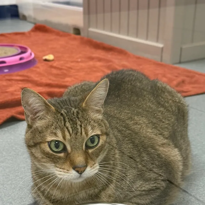 A senior extra large-sized male Brown / Chocolate Domestic Short Hair cat named Chippen for adoption in West Palm Beach, FL