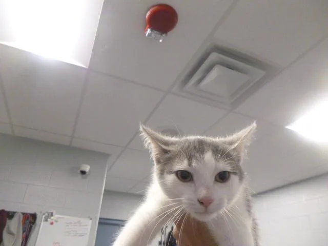 A baby small-sized female Domestic Short Hair cat named Mikayla for adoption in Kalamazoo, MI