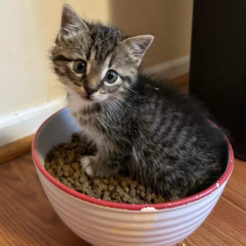 A baby medium-sized female Black Domestic Short Hair cat named Ramona for adoption in Traverse City, MI