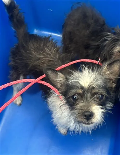 An adult small-sized female Mixed Breed dog named River for adoption in Dallas, TX