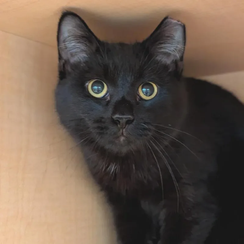 A young medium-sized male Black Domestic Short Hair cat named Poma for adoption in Washington Township, OH