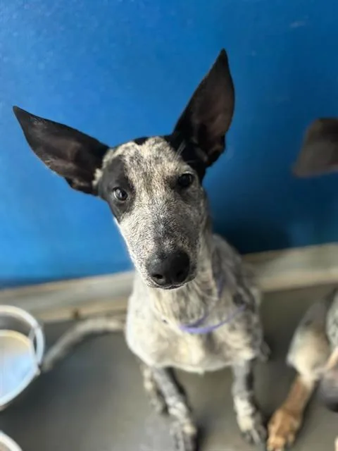 A young small-sized female Australian Cattle Dog / Blue Heeler dog named A for adoption in Visalia, CA